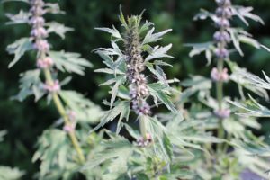 Motherwort,medicinal plant
